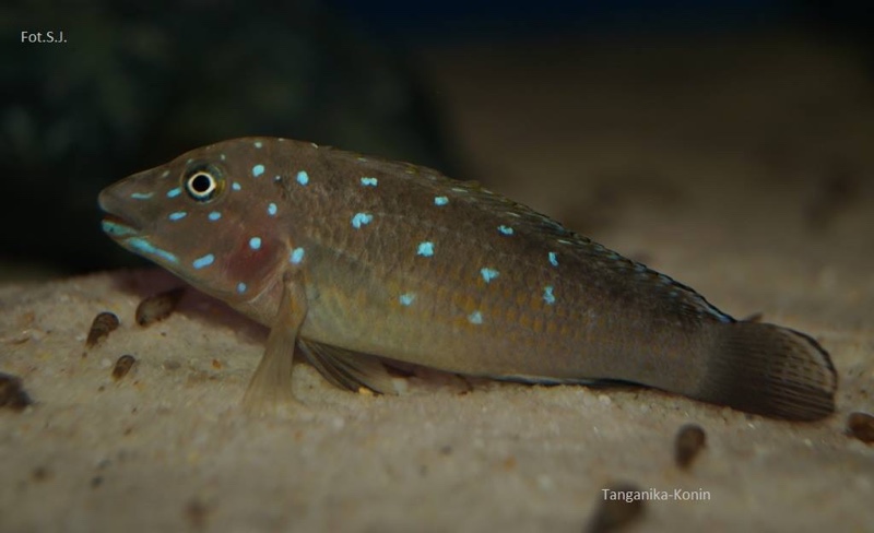 Spathodus sp. 'erythrodon north' Kigoma